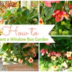 How to Plant a Window Box Garden :: AnExtraordinaryDay