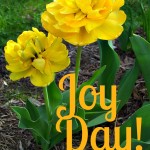 Joy Day! - How to receive God's blessing - Parrot Tulips Photo - AnExtraordianryDay.net