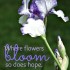 Where flowers bloom - Lady Bird Johnson Quote :: Week at a Glance 5-25 :: AnExtraordinaryDay