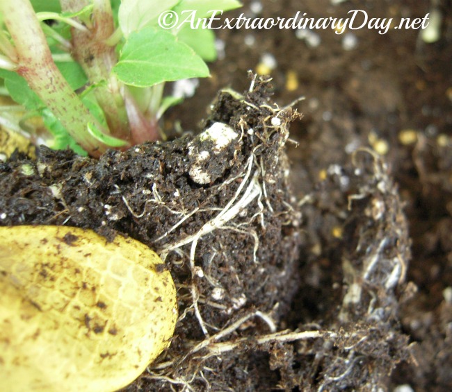 Rough up the root ball so your new plants take root and thrive in your windowbox.