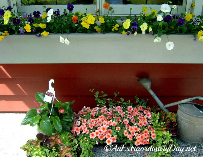 It's time to switch out the spring pansies! Don't miss the tips for planting a window box container garden