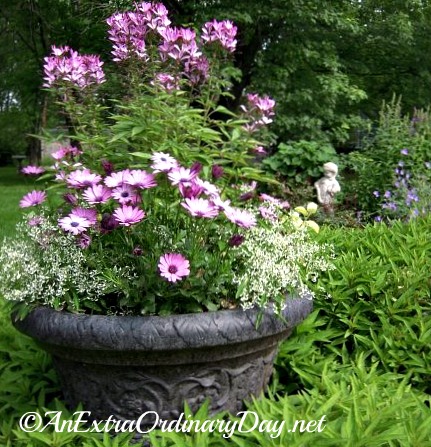 Purple & white container featuring Cleome