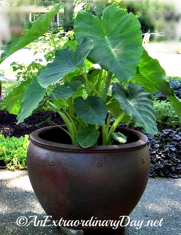 Simple elegance :: Steps to creating an extraordinary container garden