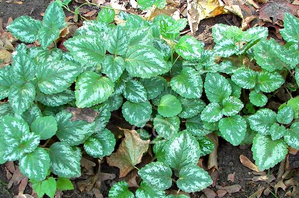 Variegated Ground Cover