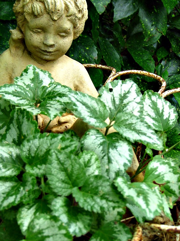 Variegated Ground Cover