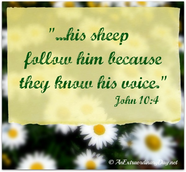 Daisies - His sheep follow him because they know his voice - John 10:4