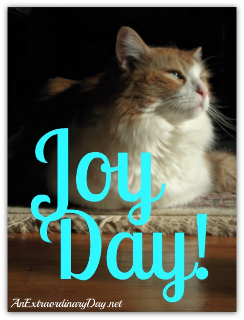 Gold & White Fluffy Cat | Joy is an evidence of our trust in God | AnExtraordinaryDay.net