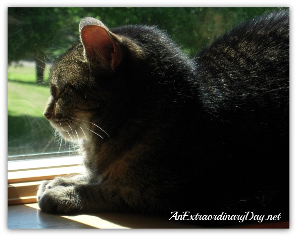 Trusting our heavenly Father for our complete care | Tabby cat basking in the sun | AnExtraordinaryDay.net