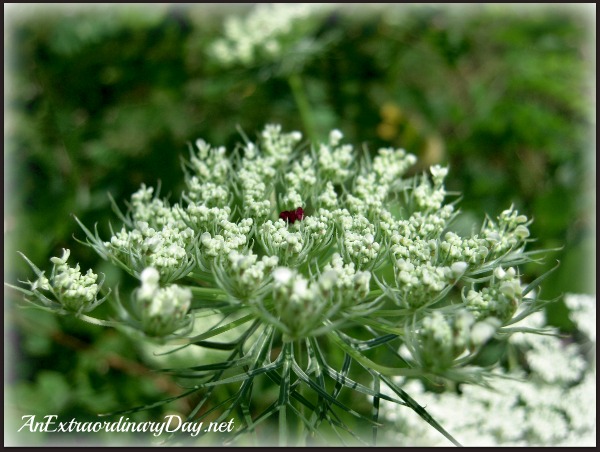 Queen Anne's Lace with Scarlet Center | AnExtraordinaryDay.net