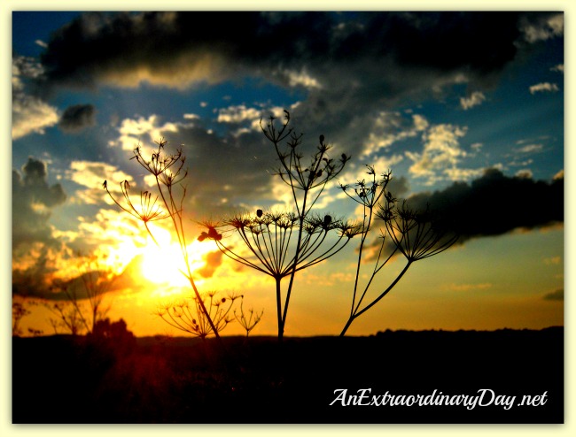 AnExtraordinaryDay.net | Autumnal Skies | Sunset Silhouette & a Quote by Shelley