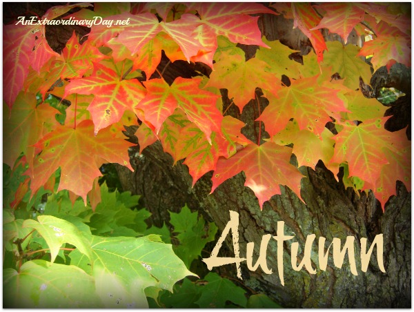 AnExtraordinaryDay.net | First Day of Autumn | Barely turning Maple leaves