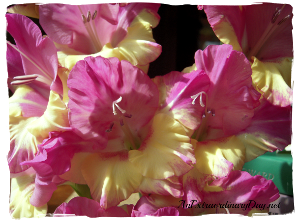 Orchid Pink & Yellow Bi-colored Gladiolus close up | Easy how to floral arrangement | AnExtraordinaryDay.net