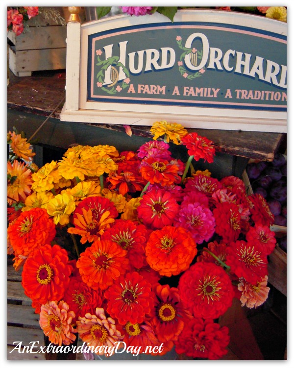 AnExtraordinaryDay.net | 31 Extraordinary Days {Day 2} | Zinnias at Hurd Orchards| 20 Things I love about Fall