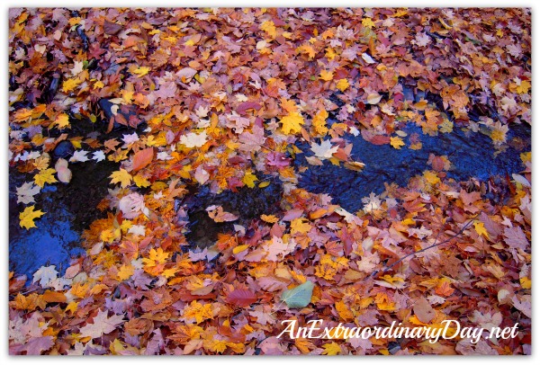 AnExtraordinaryDay.net {31 Extraordinary Days} Day 5 - Just a little kindness - Autumn Leaves in the stream