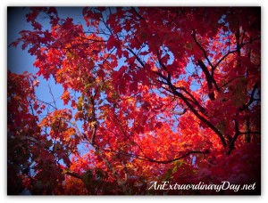 AnExtraordinaryDay.net - Day 6 {31 Extraordinary Days} Autumn...where every leaf is a flower - Fiery Maple Tree