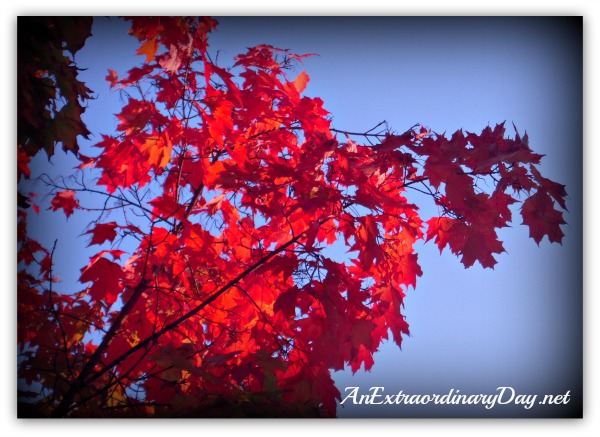 AnExtraordinaryDay.net - Day 6 {31 Extraordinary Days} Autumn...where every leaf is a flower - Maple Tree Leaves
