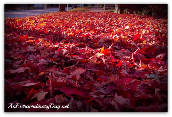 AnExtraordinaryDay.net {Day 6 {31 Extraordinary Days} Autumn...where every leaf is a flower