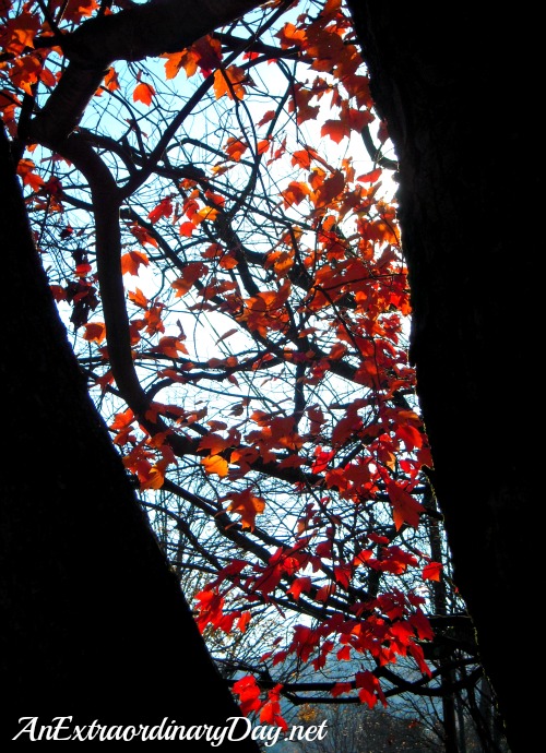AnExtraordinaryDay.net | Bright Red Autumn Leaves