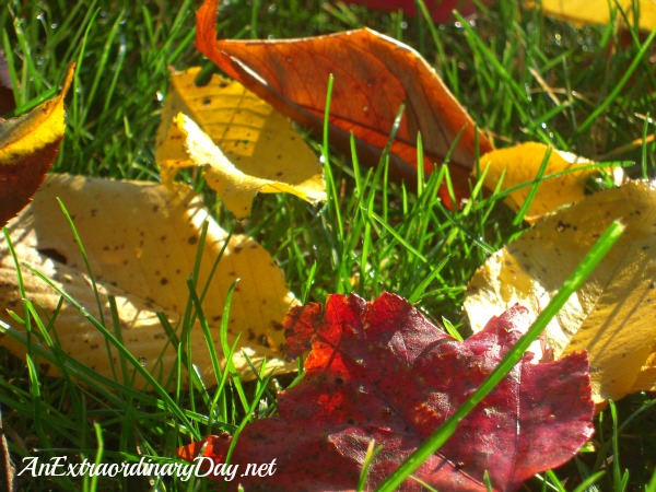 AnExtraordinaryDay.net - fallen autumn leaves