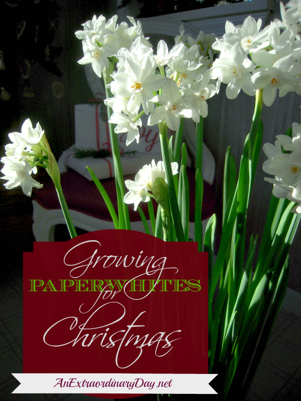 Forcing Paperwhites for the Holidays - DIY project