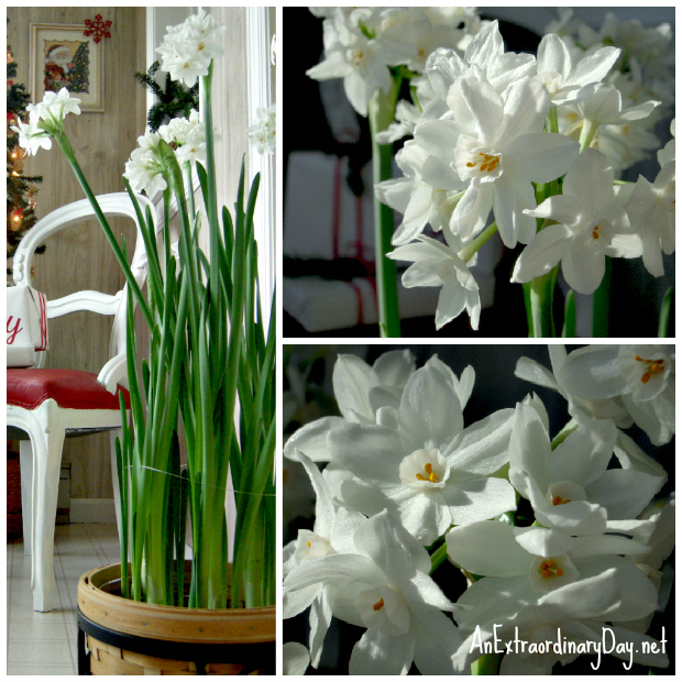 Decorating with Paperwhites for the holidays