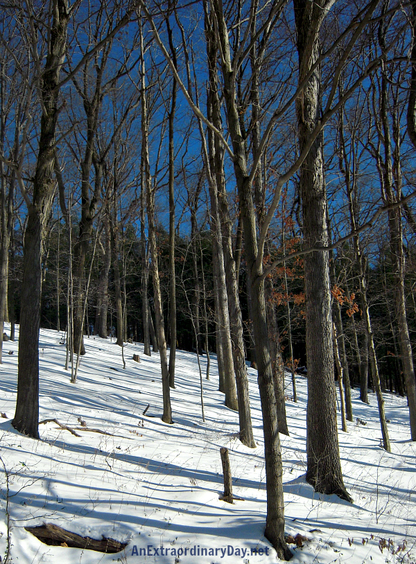 Intense Blue Sky Over Snowy Woods - AnExtraordinaryDay.net