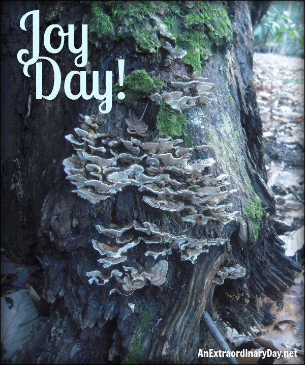 Joy Day! - Woodland lichen & moss on tree - AnExtraordinaryDay.net