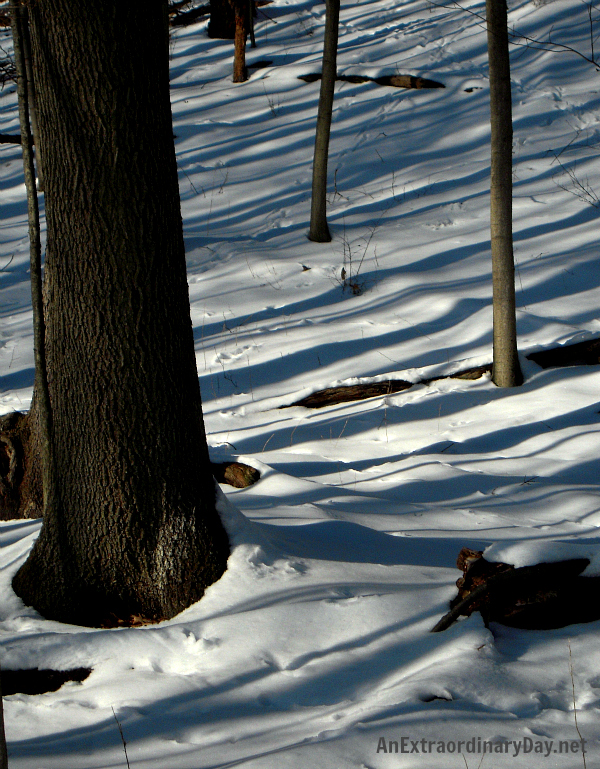 Tree Shadows on the Snow - AnExtraordinaryDay.net