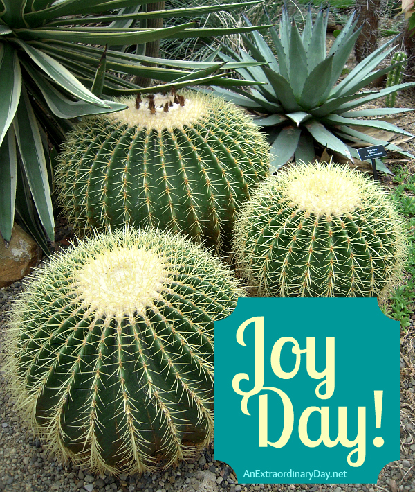Barrel Cactus :: Joy Day! :: AnExtraordinaryDay.net