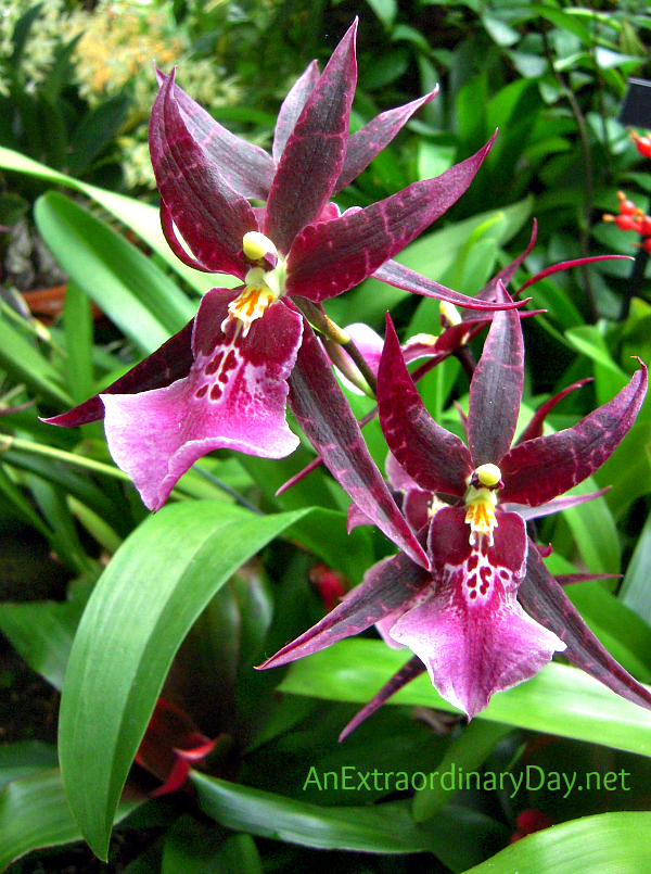 Dramatic deep pink orchids at Phipps Conservatory - AnExtraordinaryDay.net