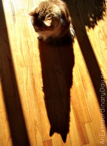 Just Me and My Shadow :: Orange Cat :: AnExtraordinaryDay.net