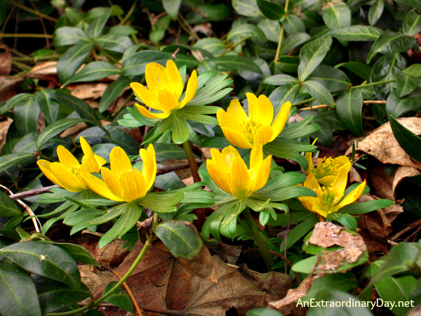 Winter Aconites :: First flowers of Spring :: AnExtraordinaryDay.net