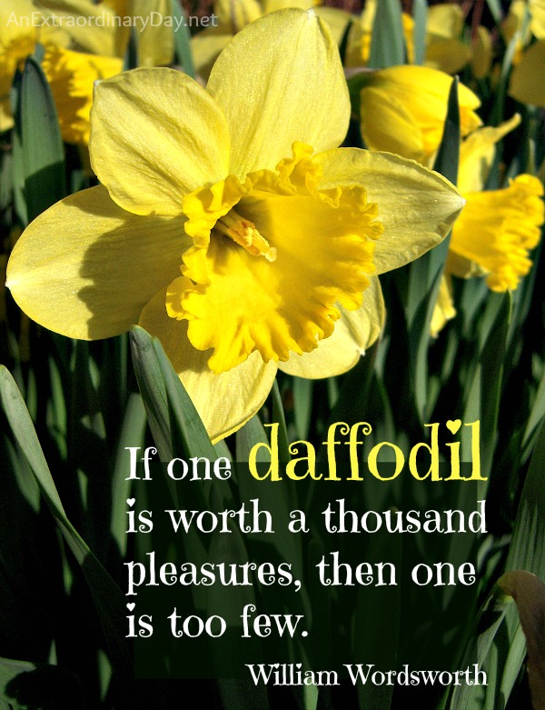 One Daffodil :: Wordsworth Quote :: AnExtraordinaryDay.net