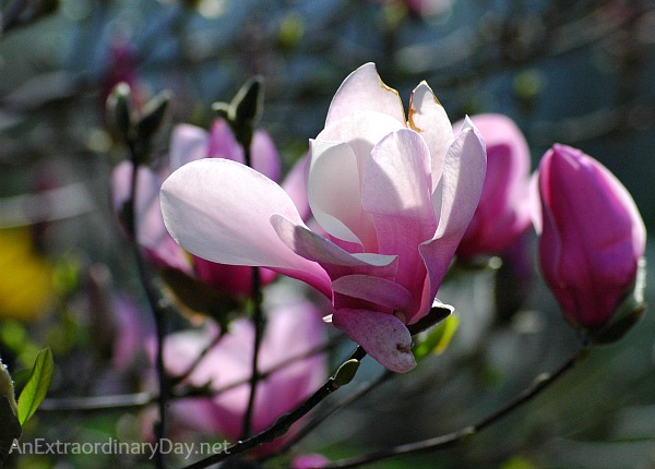 Pink Magnolia Blossom :: Celebrating Earth Day :: AnExtraordinaryDay.net