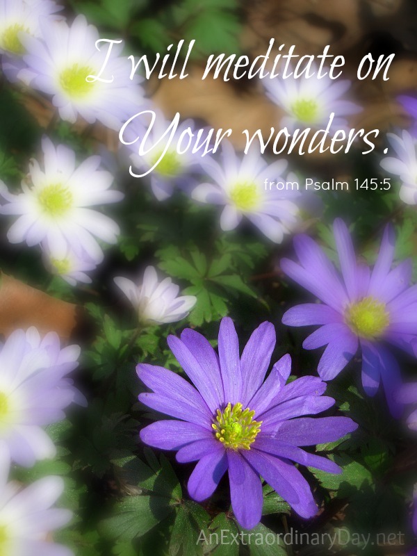 I will meditate on Your wonders :: Sing songs of joy :: AnExtraordinaryDay.net