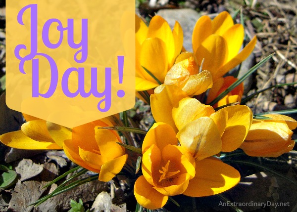 Taste and See that the Lord is Good :: Yellow Crocus - Joy Day!  ::  AnExtraordinaryDay.net