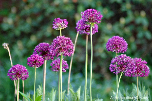 Alliums in the setting sunlight :: Joy Day! :: AnExtraordinaryDay.net