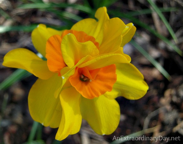 Double Double Yellow & Orange Daffodil - How to receive God's blessing - AnExtraordianryDay.net