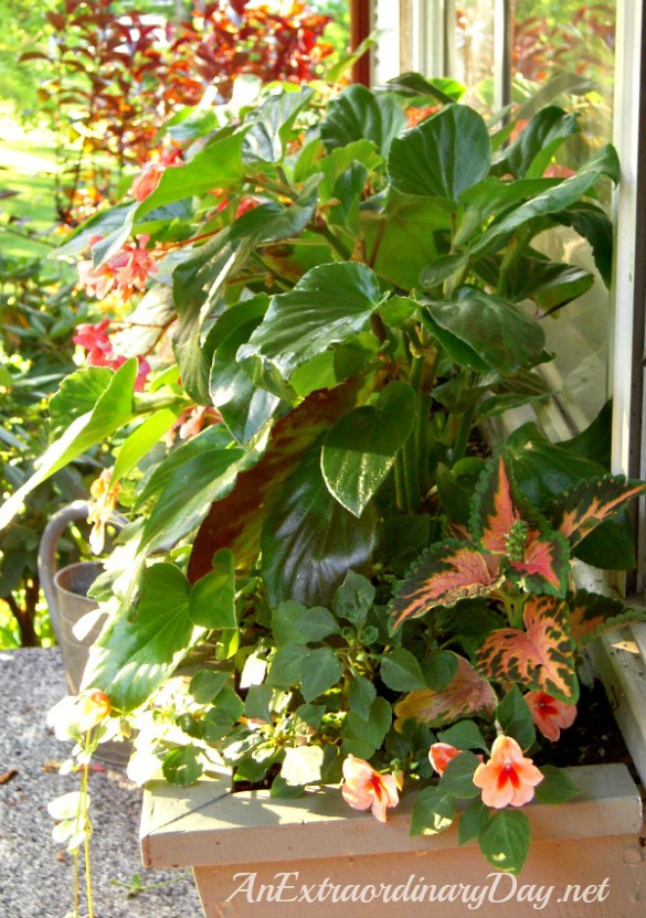 How to plant a window box garden. Dragon Wing Begonias are stunning in a window box 