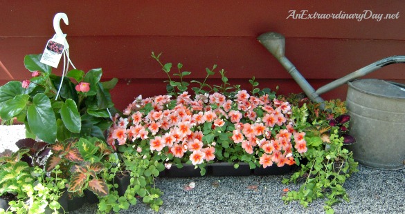 Plant selection for planting a window box