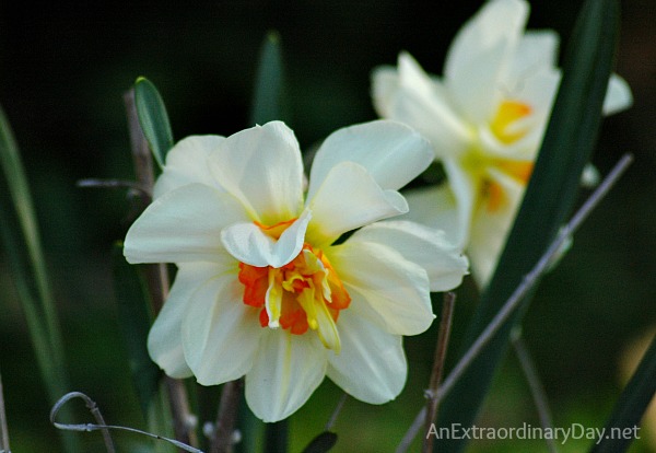 How to receive God's blessing - Daffodils Photo - AnExtraordinaryDay.net