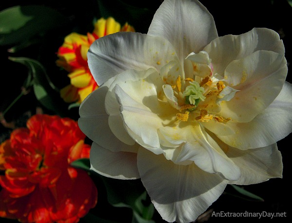 How to receive God's blessing - Ruffled Tulip Photo - AnExtraordinaryDay.net
