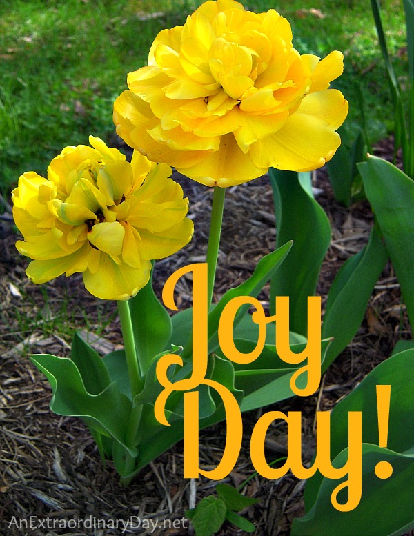 Joy Day! - How to receive God's blessing - Parrot Tulips Photo - AnExtraordianryDay.net