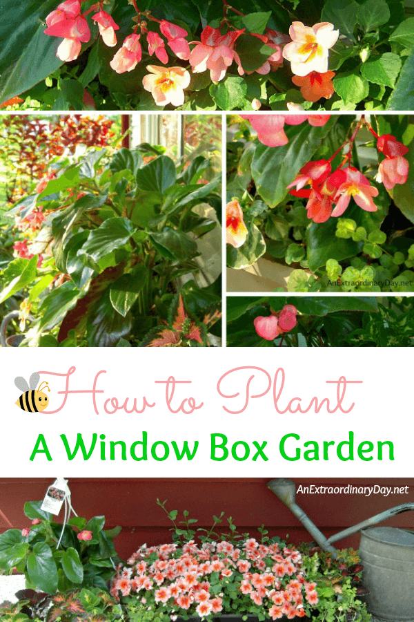 How to Plant a Window Box Garden :: Tutorial & Planting Tips  An Extraordinary Day