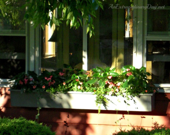 Window Box Garden a few weeks after planting in the early morning sun