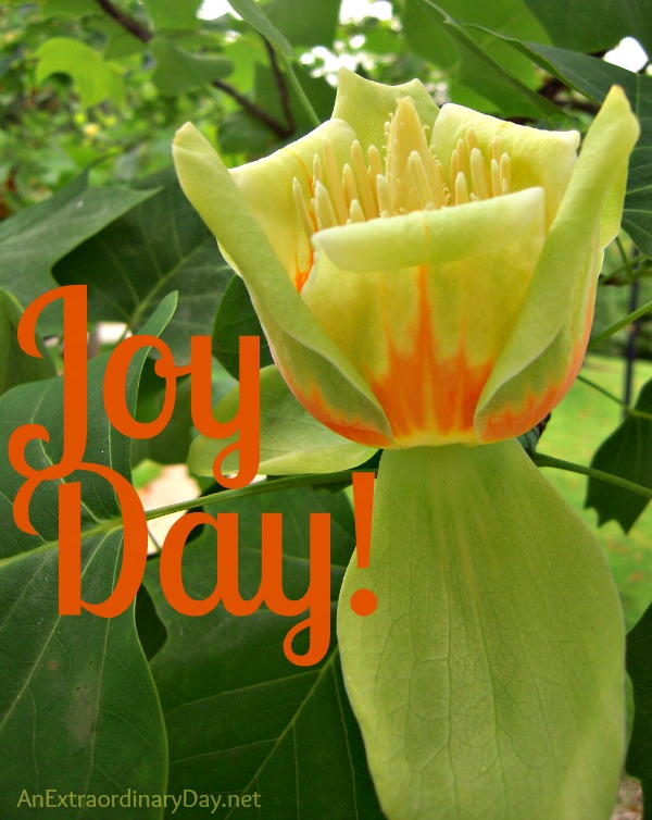 Joy Day! :: Hard Pressed ::AnExtraordinaryDay.net