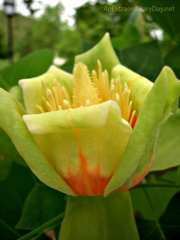 Joy Day! :: Hard Pressed :: Tulip Tree Blossom - AnExtraordinaryDay.net