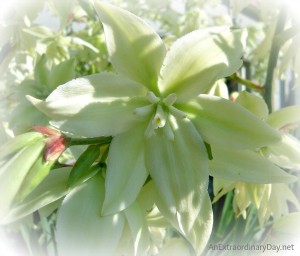 Sing for Joy :: Yucca Blossom :: AnExtraordinaryDay.net