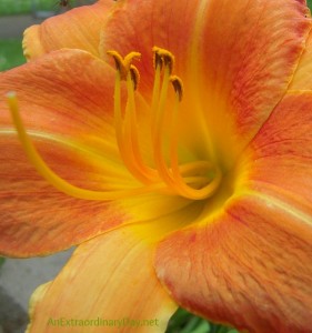 Orange Daylily :: The Week at a Glance - 8/17 :: AnExtraordinaryDay.net