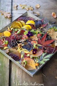 Fall Nesting...Bring the outdoor in. Nature's Bounty :: AnExtraordinaryDay.net